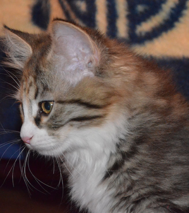 sibirisk kattunge
