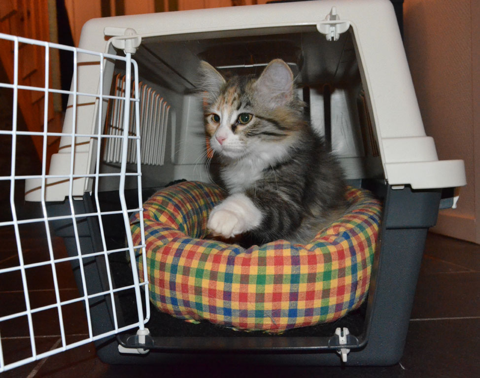 sibirisk kattunge