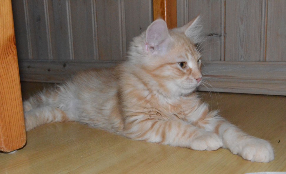 sibirisk kattunge