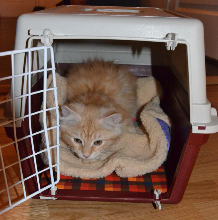 sibirisk kattunge