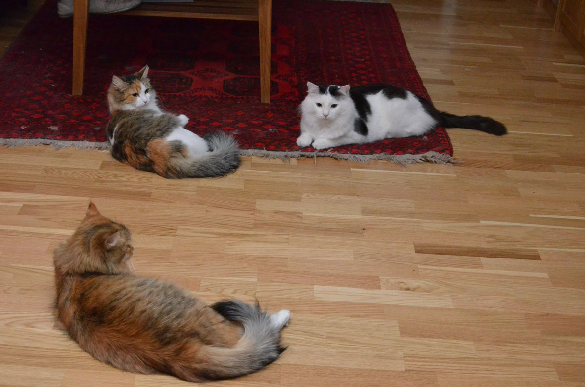 sibiriska katter