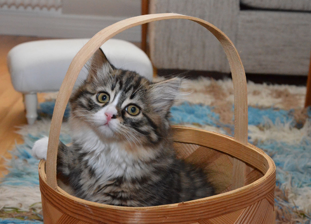 sibirisk kattunge