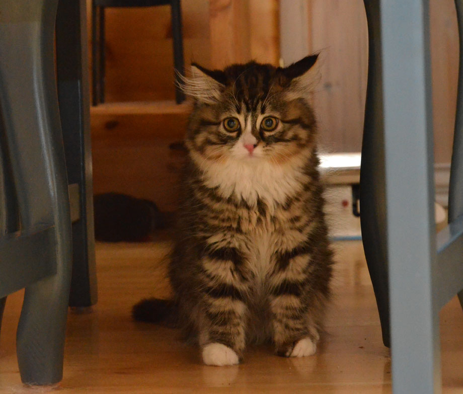 sibirisk kattunge