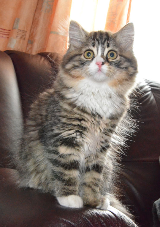 sibirisk kattunge
