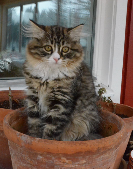 sibirisk kattunge