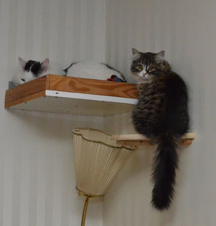 sibirisk kattunge