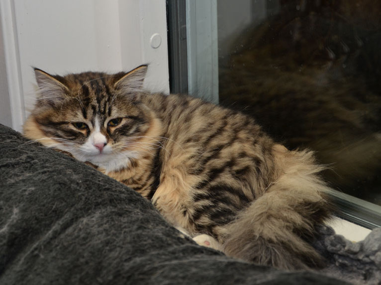 sibirisk kattunge