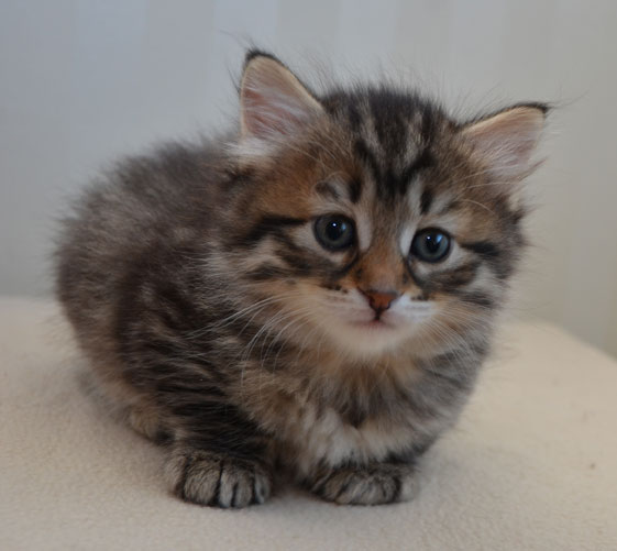 sibirisk kattunge Juno