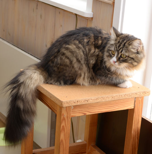 sibirisk katt
