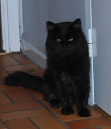 sibirisk katt