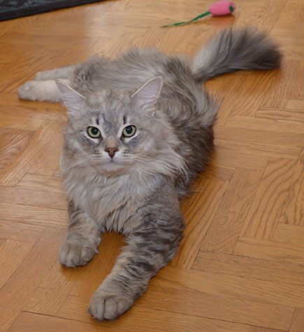 sibirisk katt