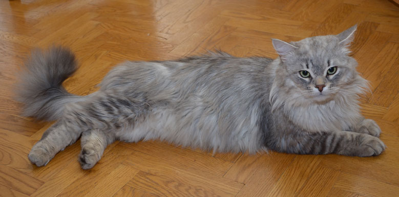 sibirisk katt