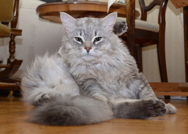 sibirisk katt