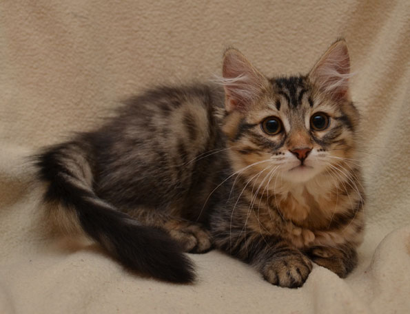sibirisk kattunge Juno