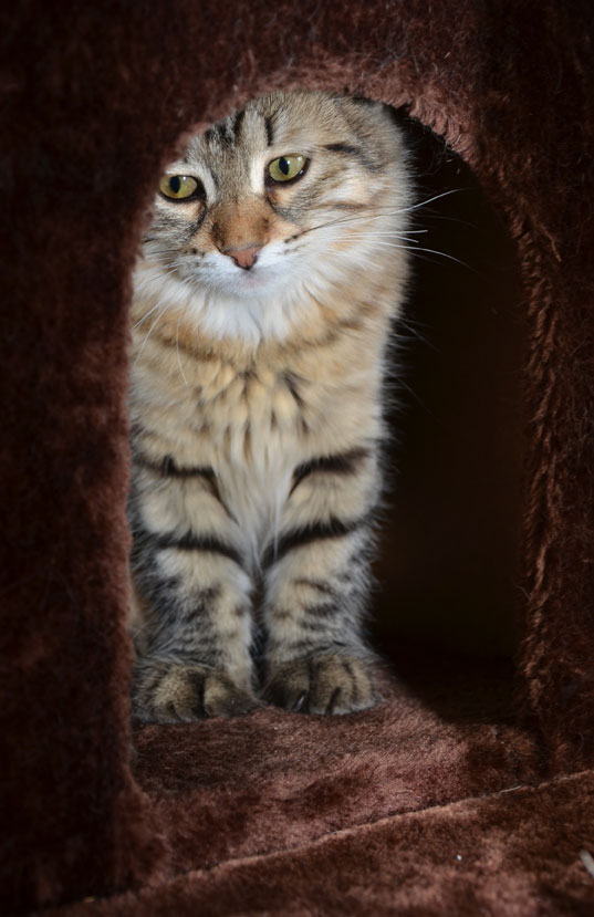 sibirisk katt Juliet