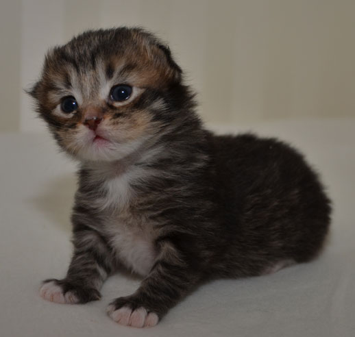 sibirisk kattunge