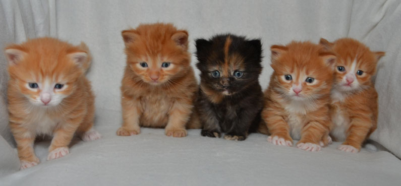 sibirisk katt