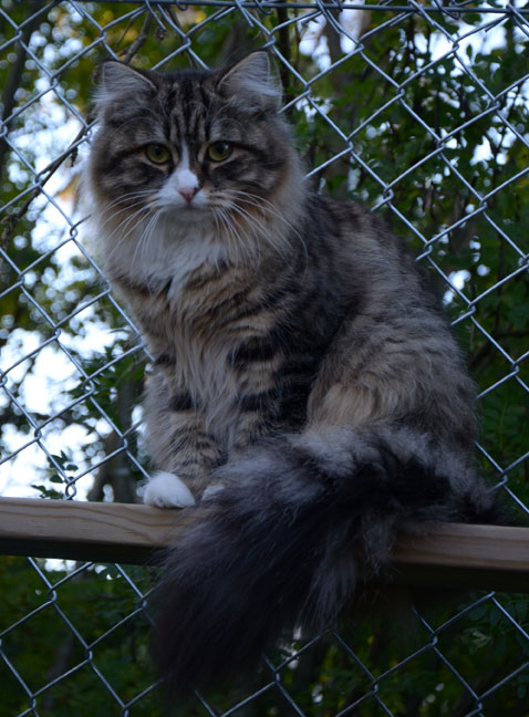 sibirisk katt