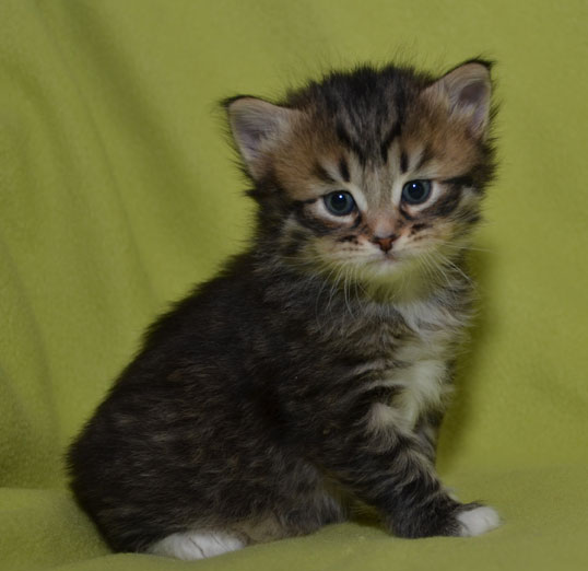 sibirisk kattunge