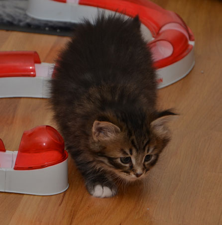 sibirisk katt