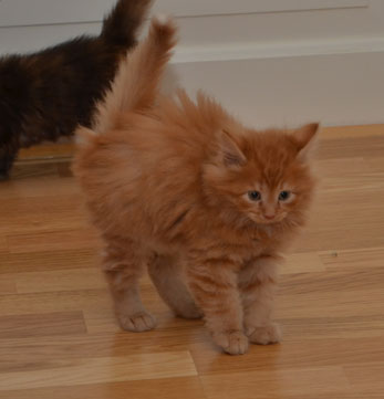 sibirisk katt