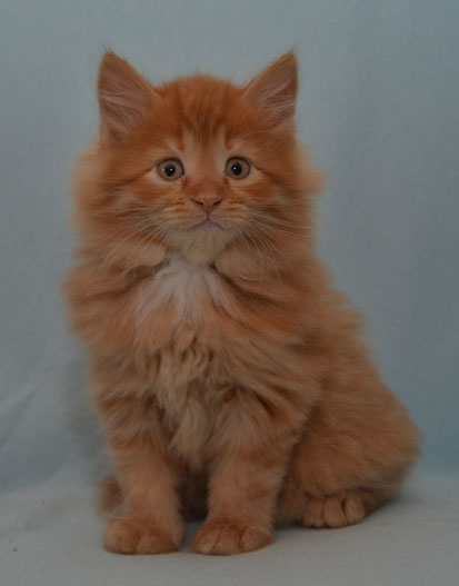 sibirisk katt