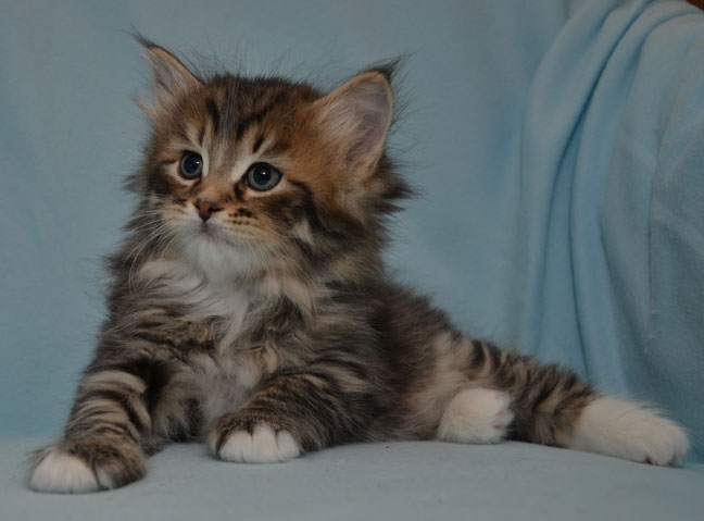 sibirisk kattunge