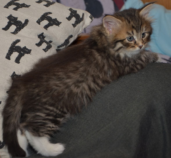 sibirisk kattunge