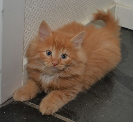 sibirisk kattunge