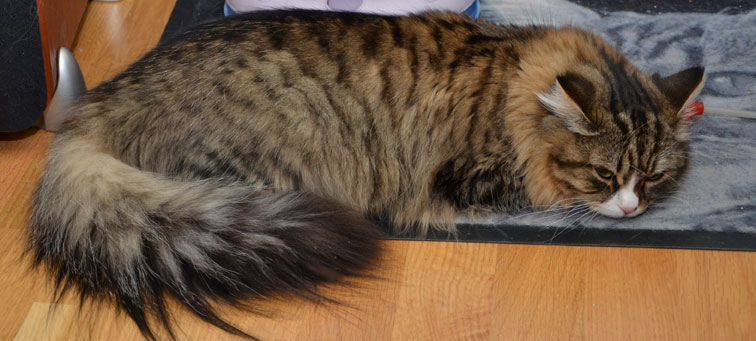 sibirisk katt