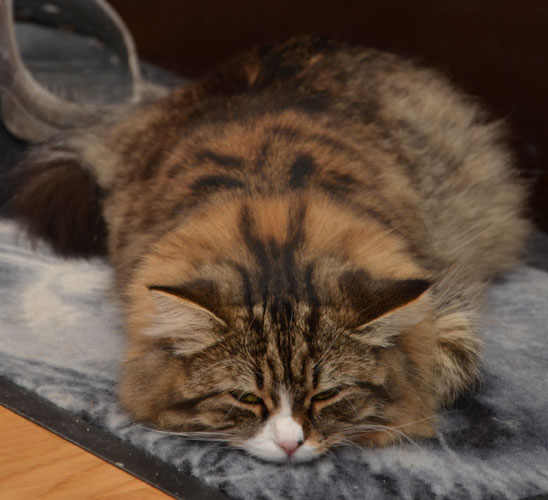 sibirisk katt