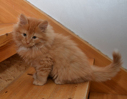 sibirisk kattunge
