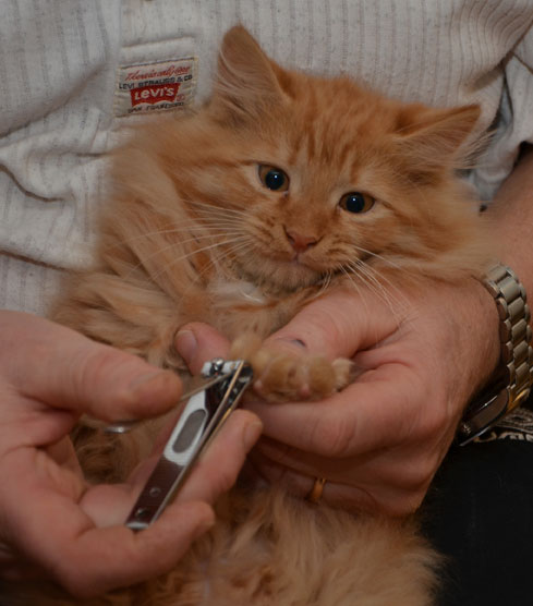 sibirisk kattunge