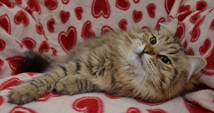 sibirisk katt Gabbie