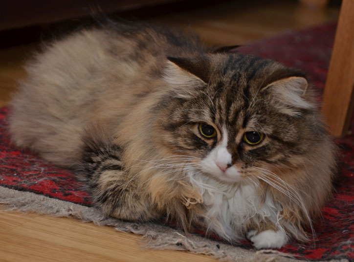 sibirisk katt Mitzi