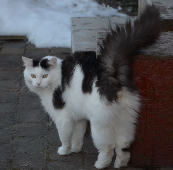 Sibirisk katt Junior