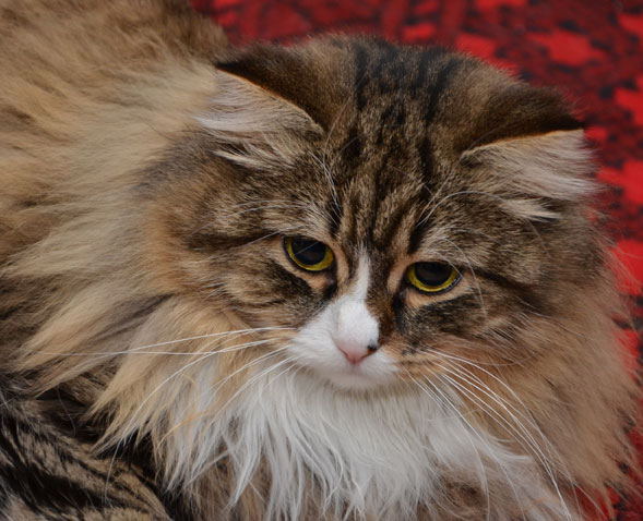 Sibirisk katt Mitzi