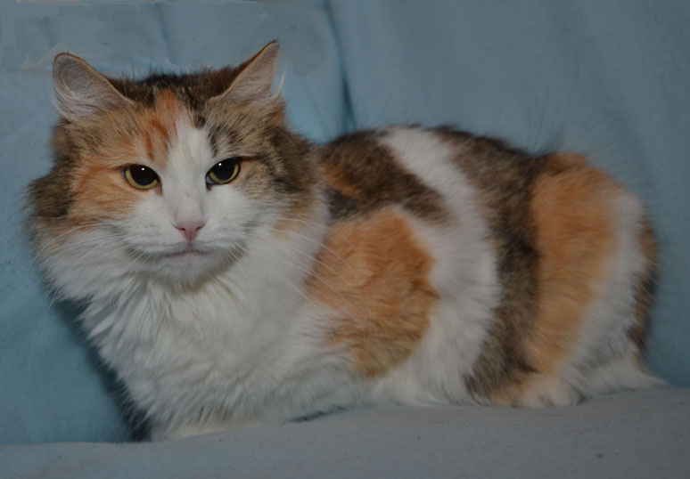 Sibirisk katt Colbie