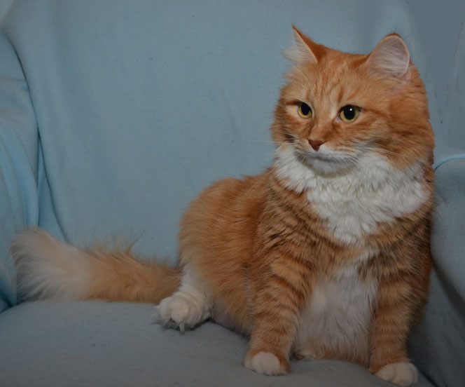 Sibirisk katt Queeni