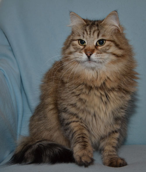 Sibirisk katt Gabbie