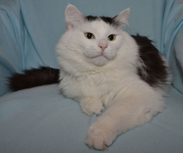 Sibirisk katt Junior