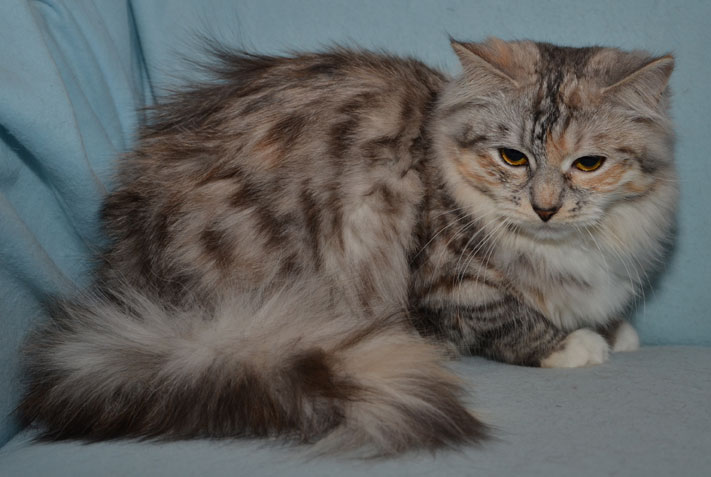 Sibirisk katt Zinnie