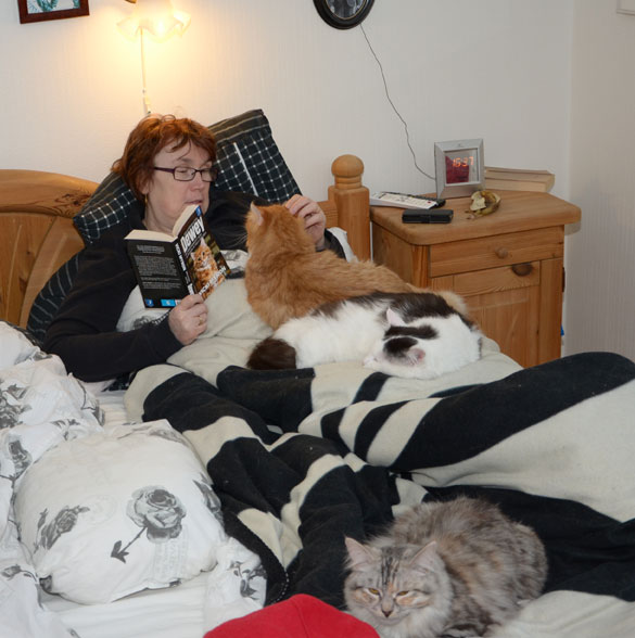 sibiriska katter i sängen