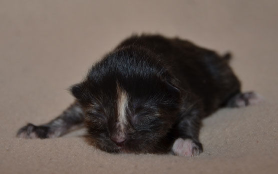 sibirisk kattunge Nicky