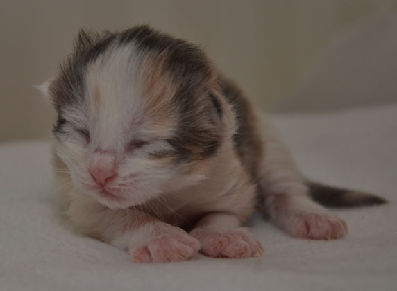 sibirisk kattunge Ninzi