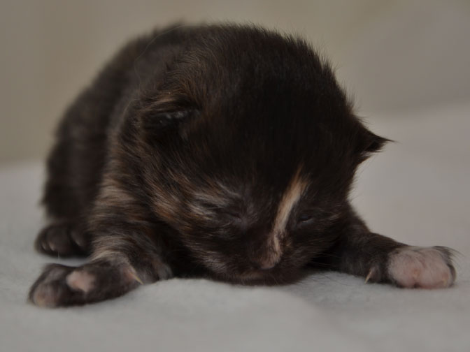 sibirisk kattunge Nicky