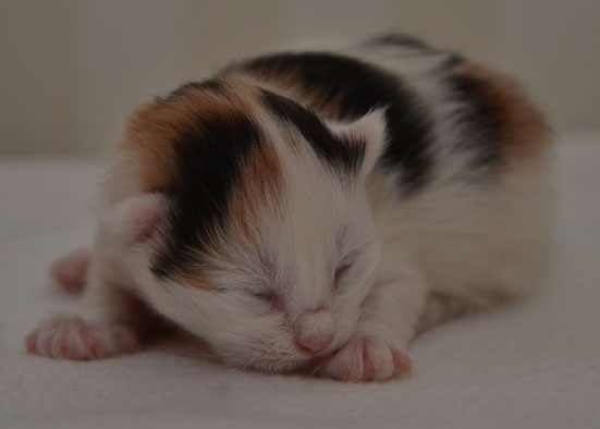 sibirisk kattunge Nova