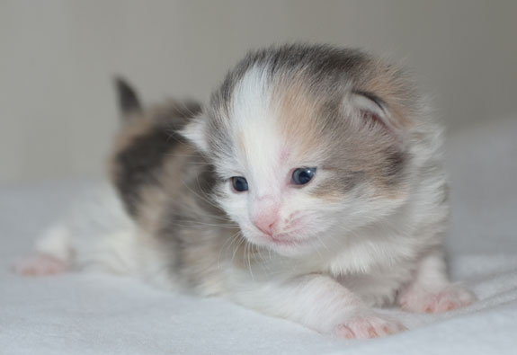 sibirisk kattunge