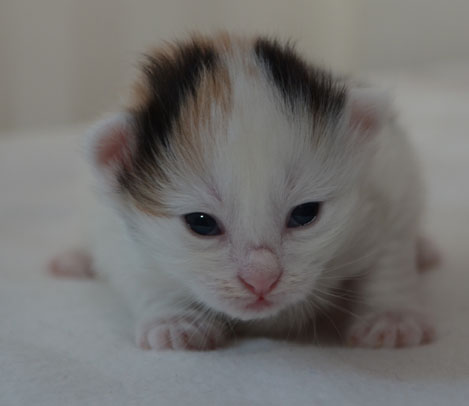 sibirisk kattunge Nova