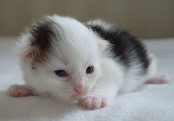 sibirisk kattunge Olivier